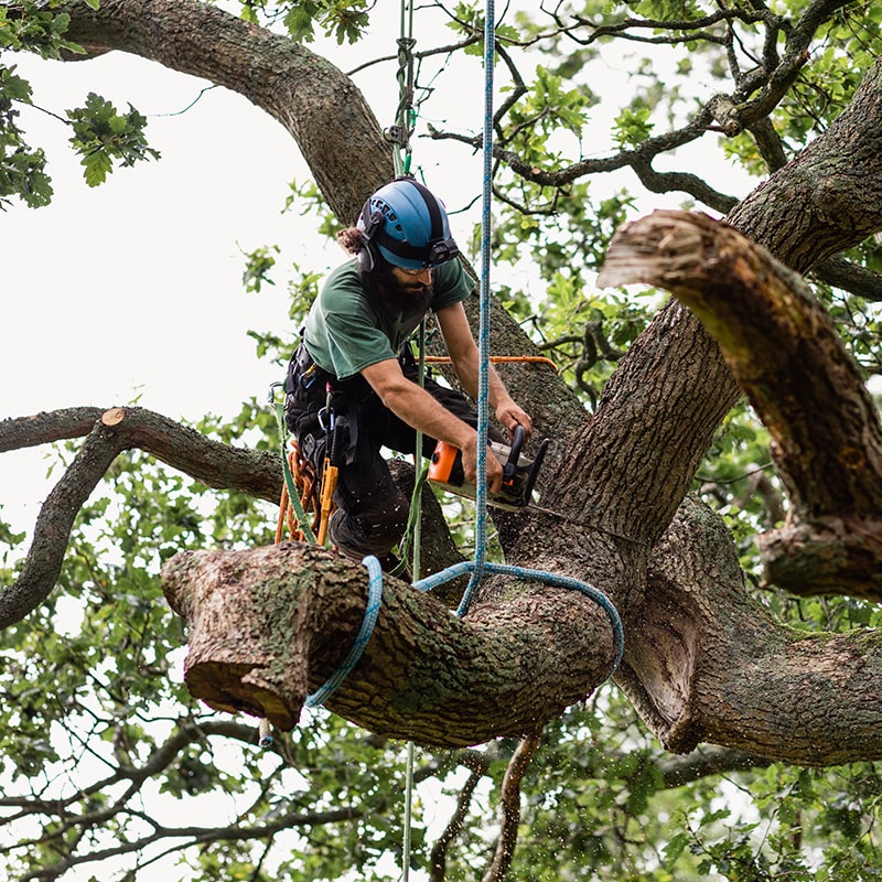 Professional Tree Service service photo
